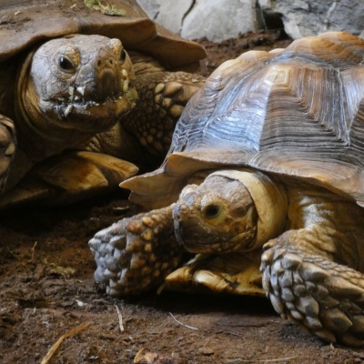 Afrikaanse sporenschildpad - De Zonnegloed - Dierenpark - Dieren opvangcentrum - Sanctuary